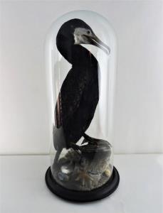 Taxidermy Cormorant